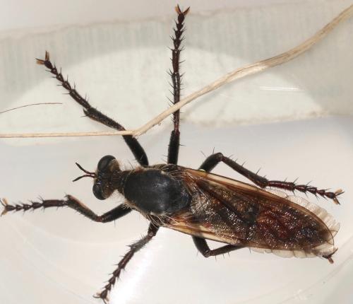 Dasypogon diadema